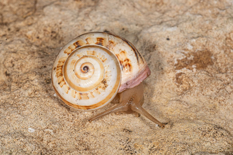 Theba pisana (O.F. Müller, 1774) &copy; Naudon David