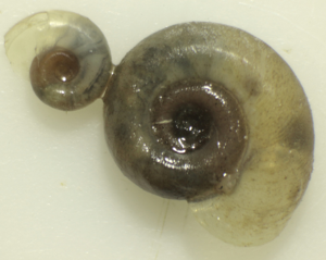 Gyraulus parvus © P. Duboc