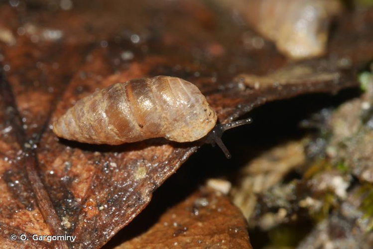 Granaria braunii braunii &copy; O. Gargominy