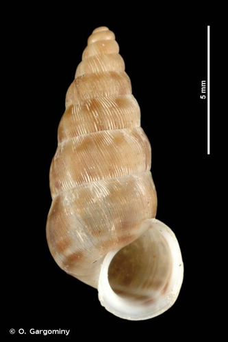 Obscurella obscura © O. Gargominy