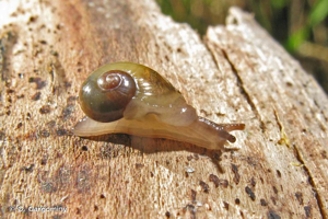 Vitrina pellucida (O.F. Müller, 1774) © O. Gargominy