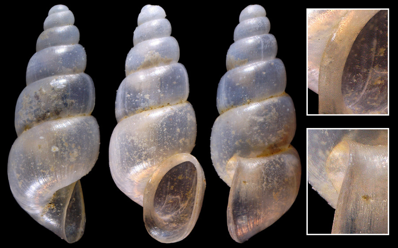 Palospeum bessoni &copy; 