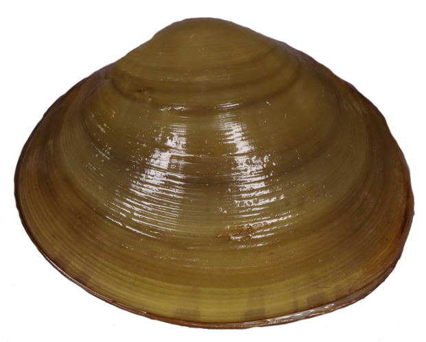 Sphaerium rivicola &copy; P. Duboc