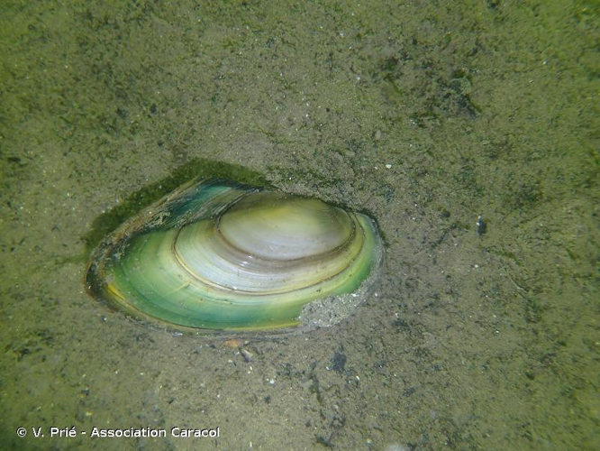 Pseudanodonta complanata (Rossmässler, 1835) &copy; V. Prié - Association Caracol