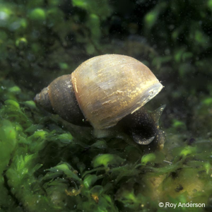 Stagnicola fuscus (C. Pfeiffer, 1821) © R. Andersson