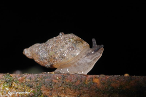 Succinella oblonga (Draparnaud, 1801) © O. Gargominy