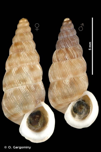 Obscurella partioti (Saint-Simon, 1848) © O. Gargominy