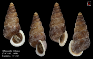 Obscurella hidalgoi (Crosse, 1864) © A&C Evanno