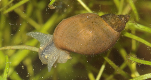 Ampullaceana balthica (Linnaeus, 1758) © P. Duboc