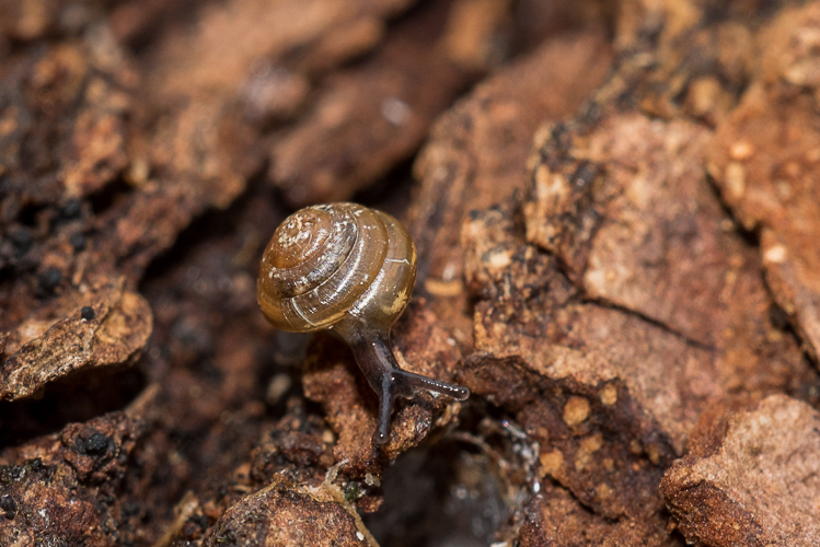 Conule des bois - Euconulus fulvus (O.F. Müller 1774) &copy; SLEM