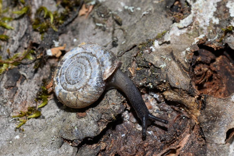 Veloutée plane - Helicodonta obvoluta (OF. Müller 1774) &copy; David Naudon