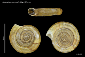 Anisus leucostoma © SLEM
