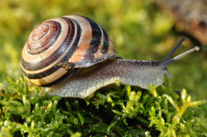 Cepaea nemoralis © David Naudon