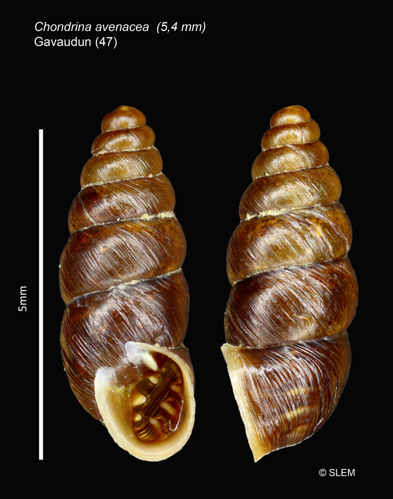 Chondrina avenacea © SLEM
