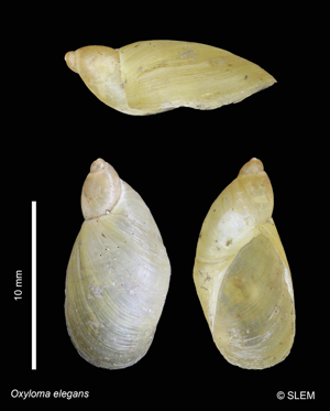 Ambrette élégante - Oxyloma elegans © SLEM