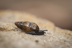 Cochlicopa lubrica © David Naudon