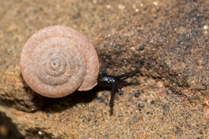 Caracollina lenticula © David Naudon
