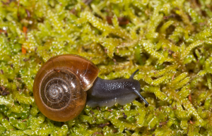 Luisantine aquitaine - Retinella incerta © D. Naudon
