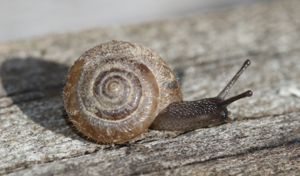 Trochulus hispidus-Cambes © Eliomys