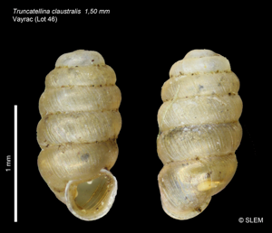 Maillotin strié - Truncatellina claustralis © SLEM