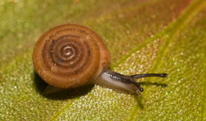 Hélice de Navarre - Trissexodon constrictus © David Naudon