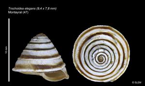 Trochoidea elegans © SLEM
