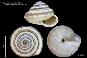 Trochoidea trochoides © SLEM