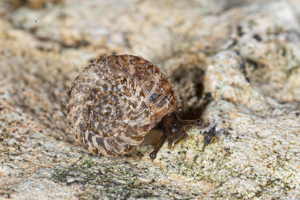 Xerotricha conspurcata © David Naudon
