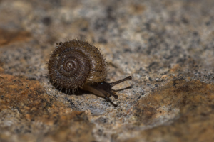 Ponentina revelata © David Naudon