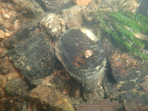 Potomida littoralis © LNE