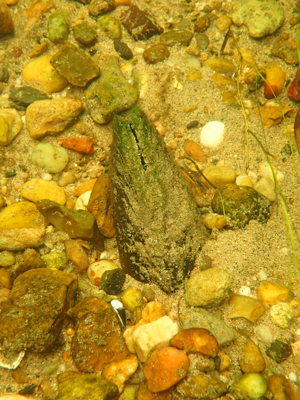 Pseudunio auricularius © Ellen Le Roy