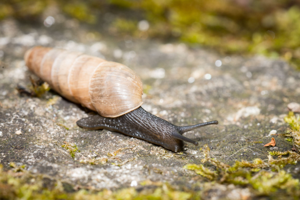 Rumina decollata © David Naudon