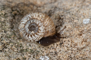 Xerotricha apicina (Lamarck, 1822) © David Naudon