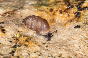 Pupilla muscorum (Linnaeus, 1758) © David Naudon