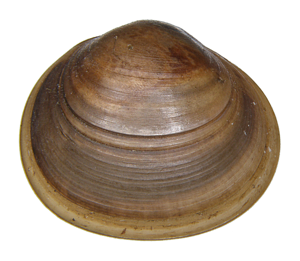 Sphaerium nucleus © Michal Horsák