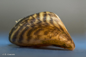 Dreissena polymorpha © D. Coacolo