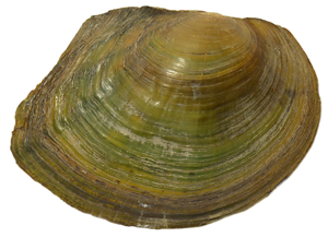 Sinanodonta woodiana (I. Lea, 1834) © M. Horsak