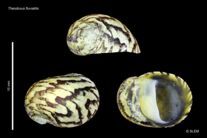 Theodoxus fluviatilis © SLEM