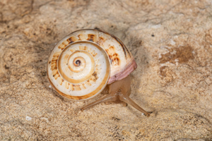 Theba pisana © D. Naudon