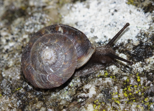 Helicigona lapicida © P. Duboc