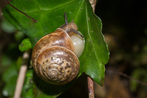 Hygromia limbata © D. Naudon