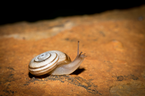 Helicella itala © D. Naudon