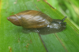 Oxyloma elegans © Eliomys
