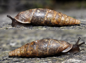 Cochlodima laminata © D. Naudon