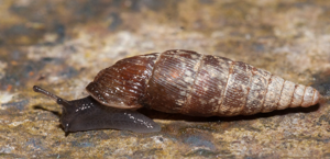 Macrogastra rolphii © D. Naudon