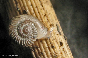 Vallonia costata (O.F. Müller, 1774) © O. Gargominy