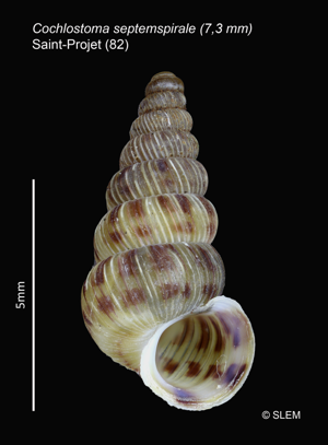 Cochlostoma septemspirale © SLEM