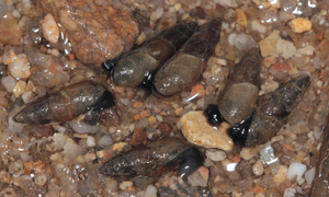 Omphiscola glabra © P. Duboc