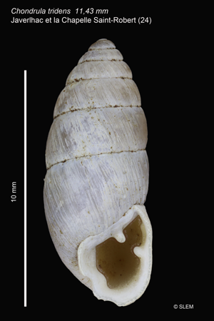 Chondrula tridens © SLEM