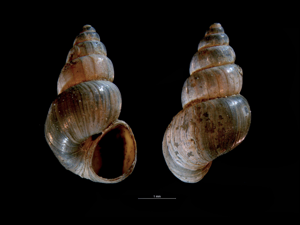 Ecrobia ventrosa © H. Hillewaert